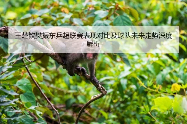 王楚钦樊振东乒超联赛表现对比及球队未来走势深度解析